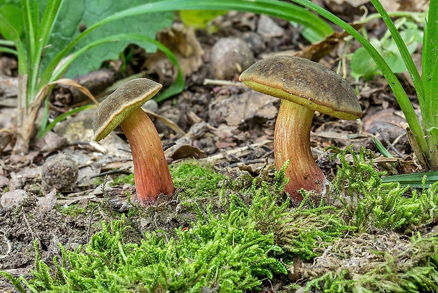 suchohríb žltomäsový Xerocomellus chrysenteron (Bull.) Šutara