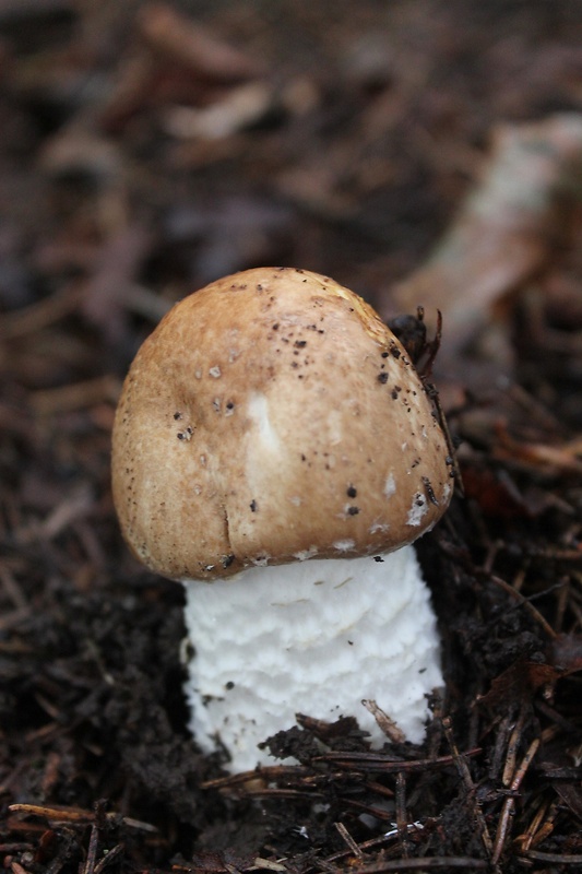 pečiarka obrovská Agaricus augustus Fr.