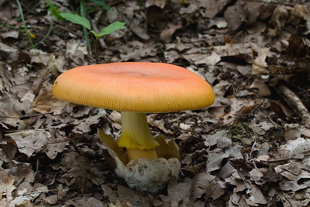 muchotrávka cisárska Amanita caesarea (Scop.) Pers.