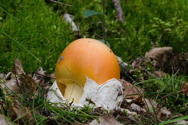 muchotrávka cisárska Amanita caesarea (Scop.) Pers.