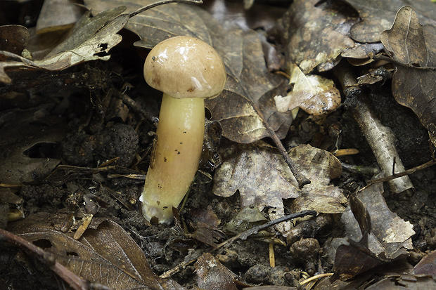 zlatohríb úhľadný Aureoboletus gentilis (Quél.) Pouzar