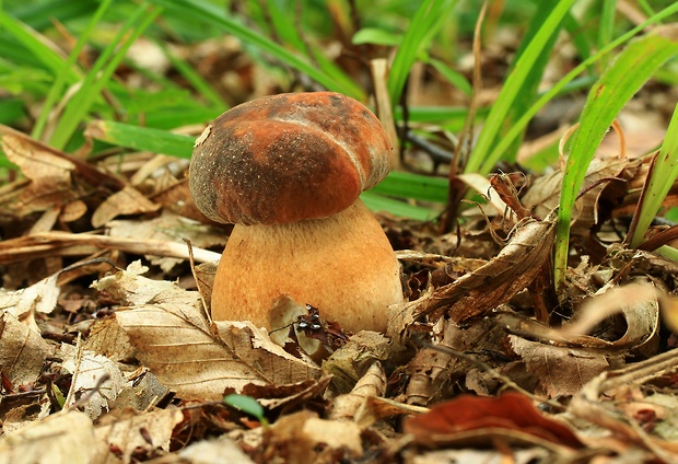 hríb bronzový Boletus aereus Bull. ex Fr.