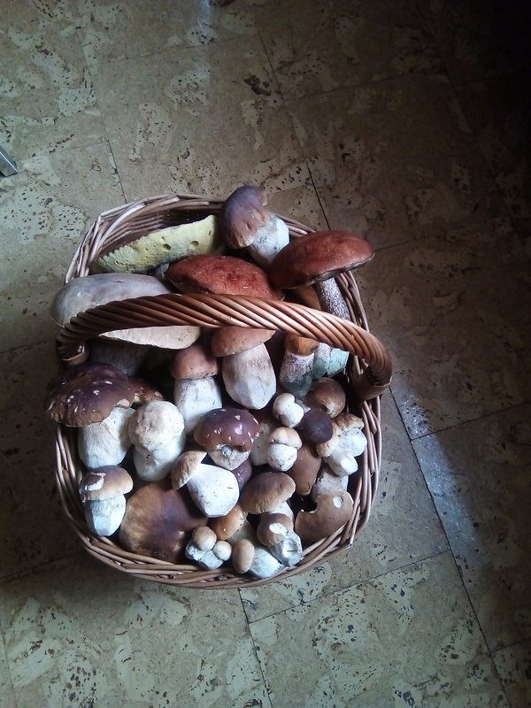 hríb smrekový Boletus edulis Bull.