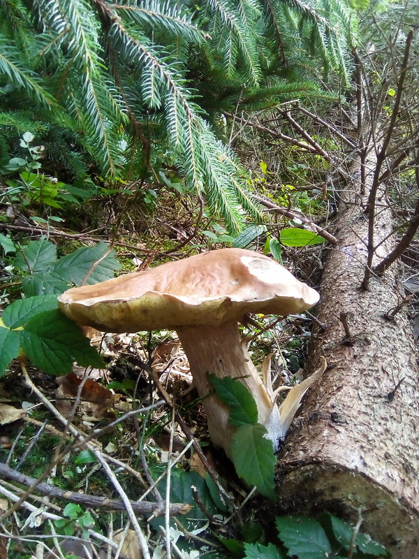 hríb smrekový Boletus edulis Bull.