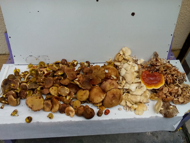 hríb dubový, suchohriby, hliva Boletus reticulatus Schaeff.