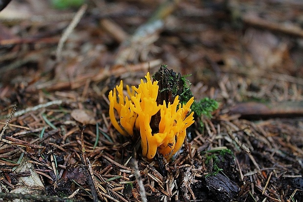 parôžkovec lepkavý Calocera viscosa (Pers.) Fr.