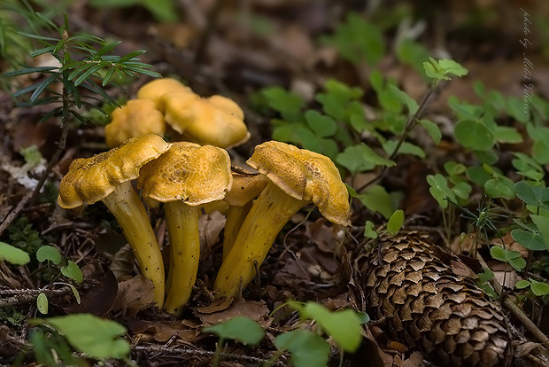 kuriatko jedlé ametystové Cantharellus amethysteus (Quél.) Sacc.