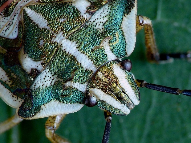 bzdocha menivá (sk) / kněžice měnlivá (cz) Carpocoris pudicus Poda, 1761