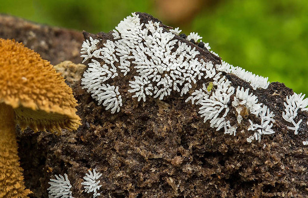 rohačka kríčkovitá Ceratiomyxa fruticulosa var. fruticulosa (O.F. Müll.) T. Macbr