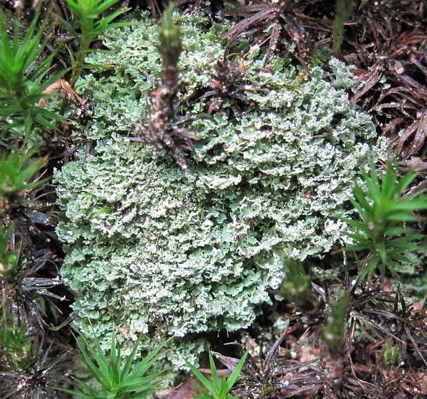 dutohlávka Cladonia cf. caespiticia (Pers.) Flörke