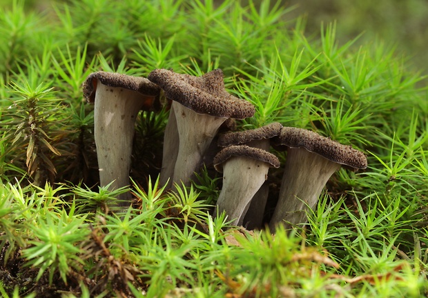 lievik trúbkovitý Craterellus cornucopioides (L.) Pers.