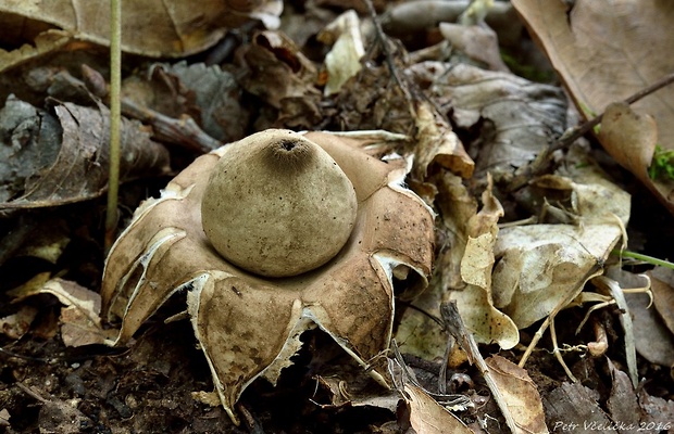 hviezdovka strapkatá Geastrum fimbriatum Fr.