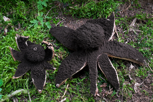 hviezdovka vlasatá Geastrum melanocephalum (Czern.) V.J. Staněk