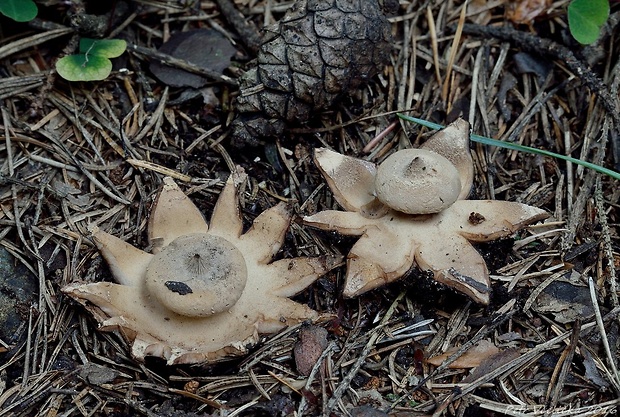 hviezdovka golierikovitá Geastrum striatum DC.