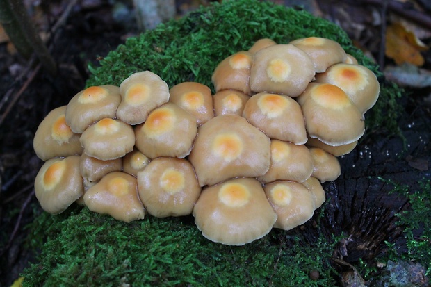 šupinačka menlivá Kuehneromyces mutabilis (Schaeff.) Singer & A.H. Sm.