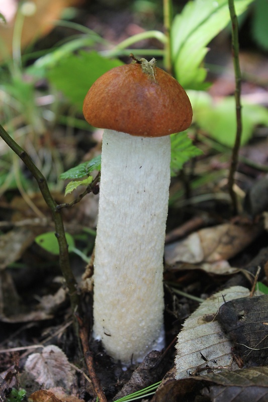 kozák osikový Leccinum albostipitatum den Bakker & Noordel.