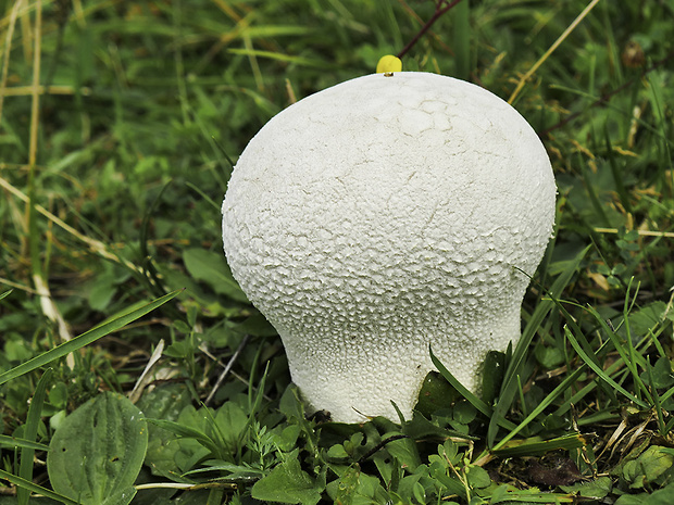 rozpadavec dlabaný Lycoperdon utriforme Bull.