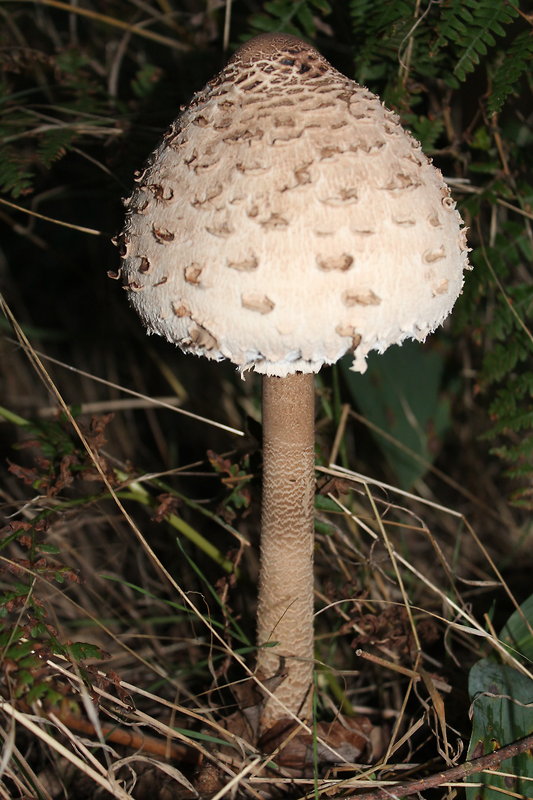 bedľa vysoká Macrolepiota procera (Scop.) Singer