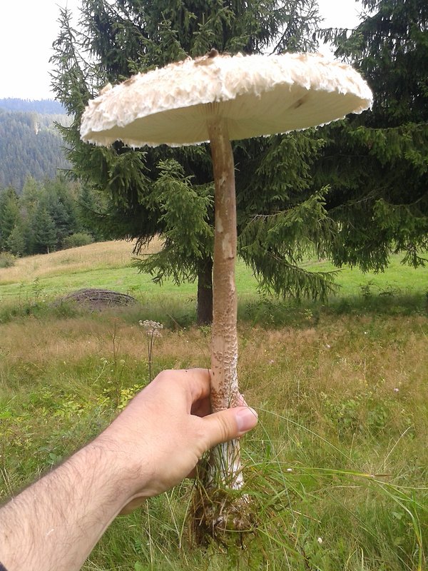 bedľa Macrolepiota sp.