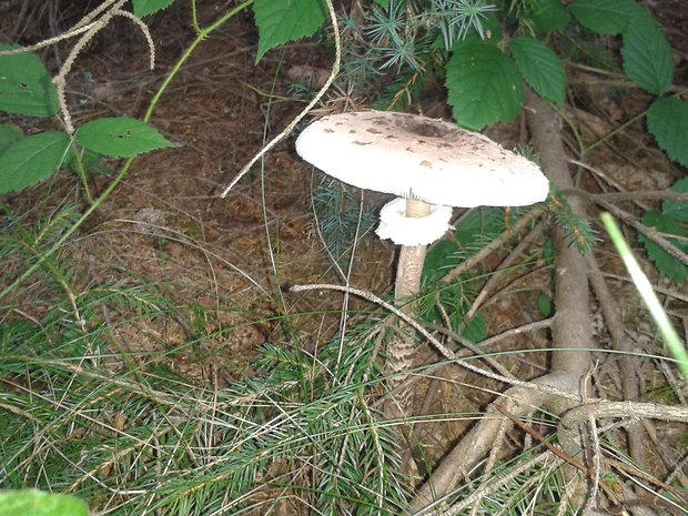 bedľa Macrolepiota sp.