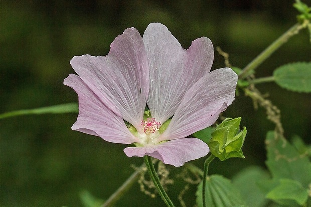 slez pižmový Malva cf. moschata L.