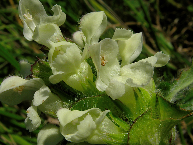 čiernohlávok zastrihovaný Prunella laciniata (L.) L.