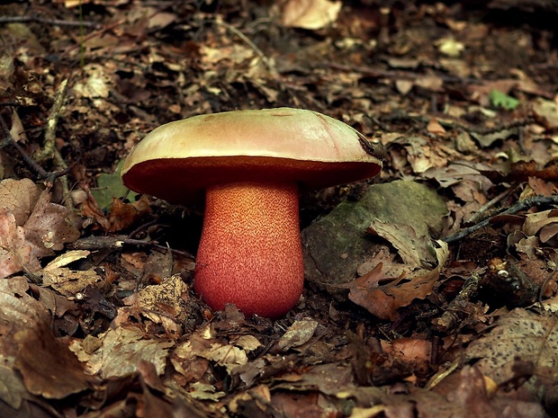 hríb purpurový Rubroboletus rhodoxanthus Kuan Zhao &amp; Zhu L. Yang