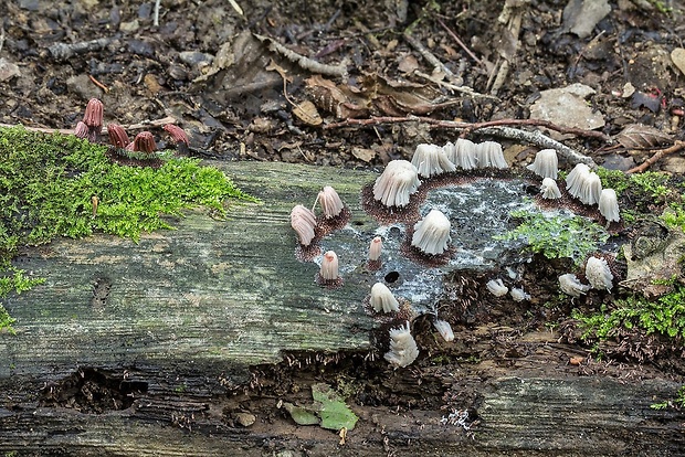 pazderka Stemonitis sp.