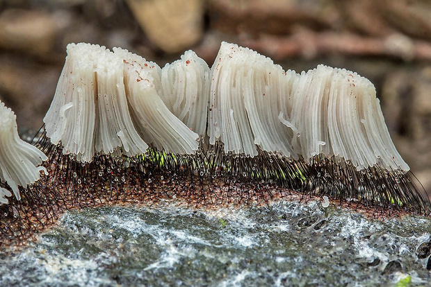 pazderka Stemonitis sp.