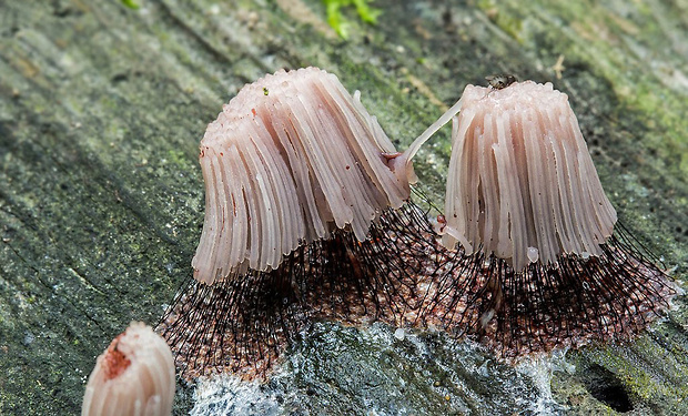 pazderka Stemonitis sp.