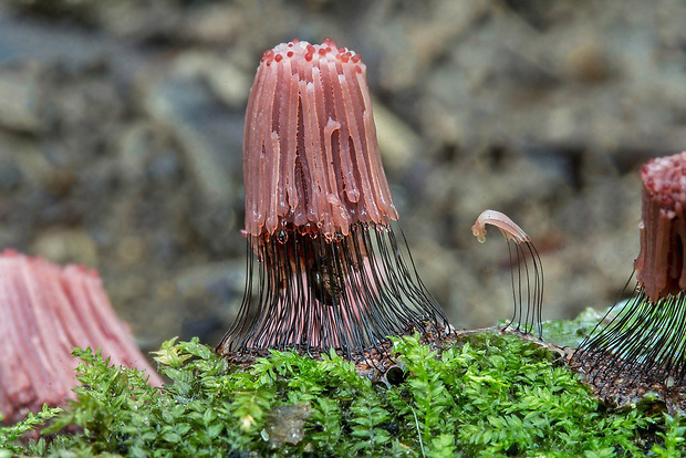 pazderka Stemonitis sp.