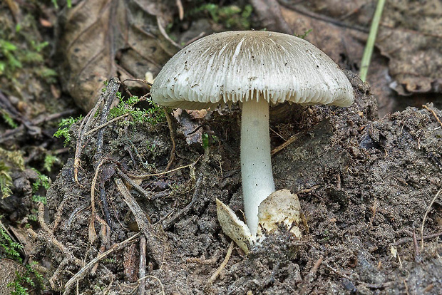 pošvovec popolavý Volvariella murinella (Quél.) M.M. Moser