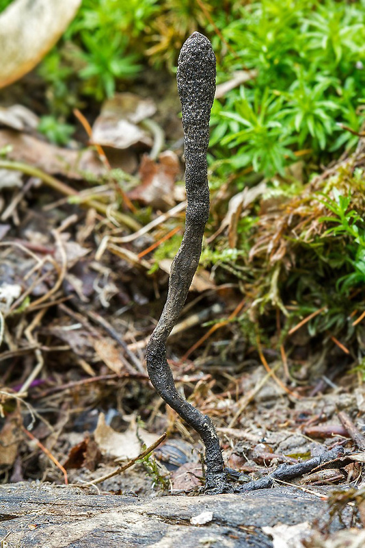 drevnatec štíhly Xylaria longipes Nitschke