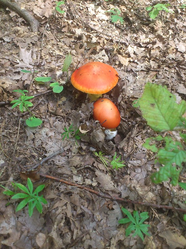 muchotrávka cisárska Amanita caesarea (Scop.) Pers.