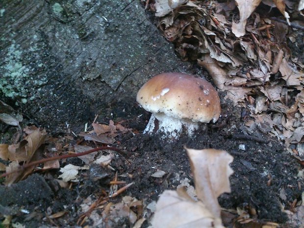 hríb smrekový Boletus edulis Bull.