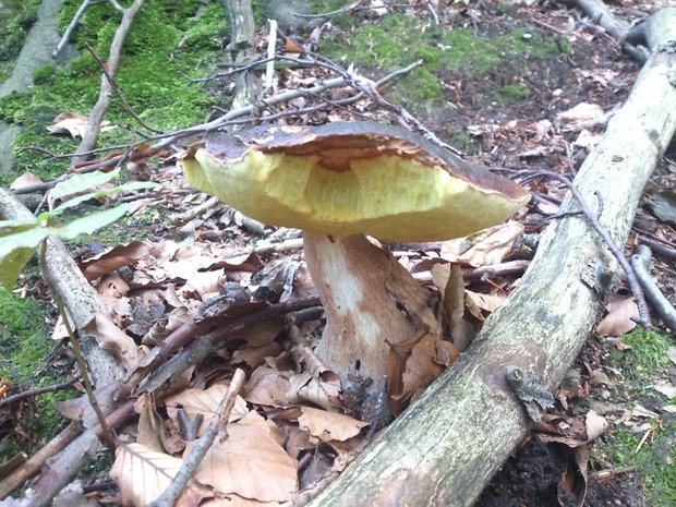 hríb smrekový Boletus edulis Bull.