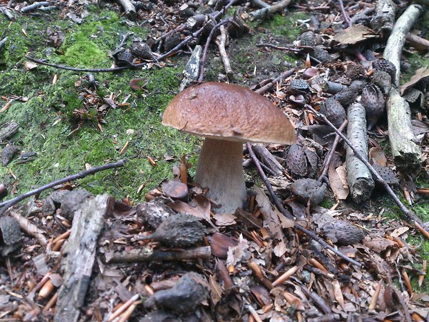 hríb smrekový Boletus edulis Bull.