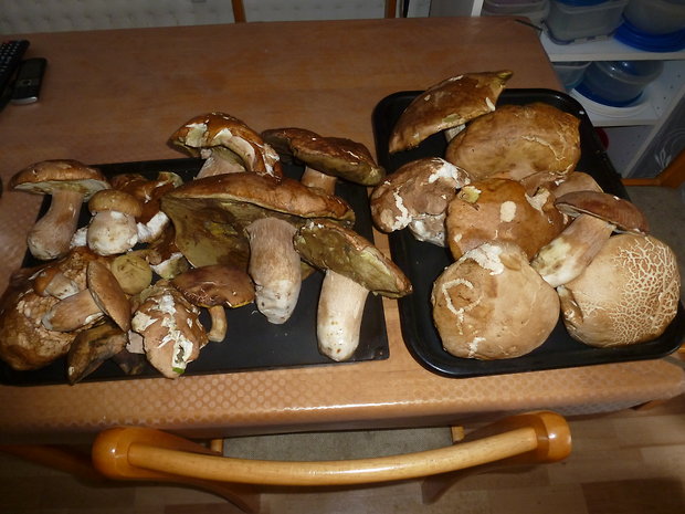 hríb dubový Boletus reticulatus Schaeff.