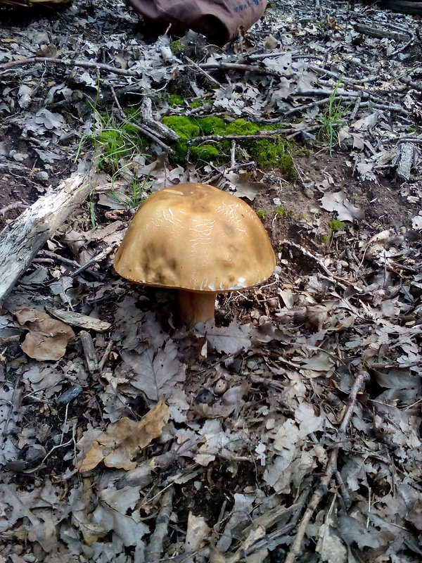 hríb dubový Boletus reticulatus Schaeff.