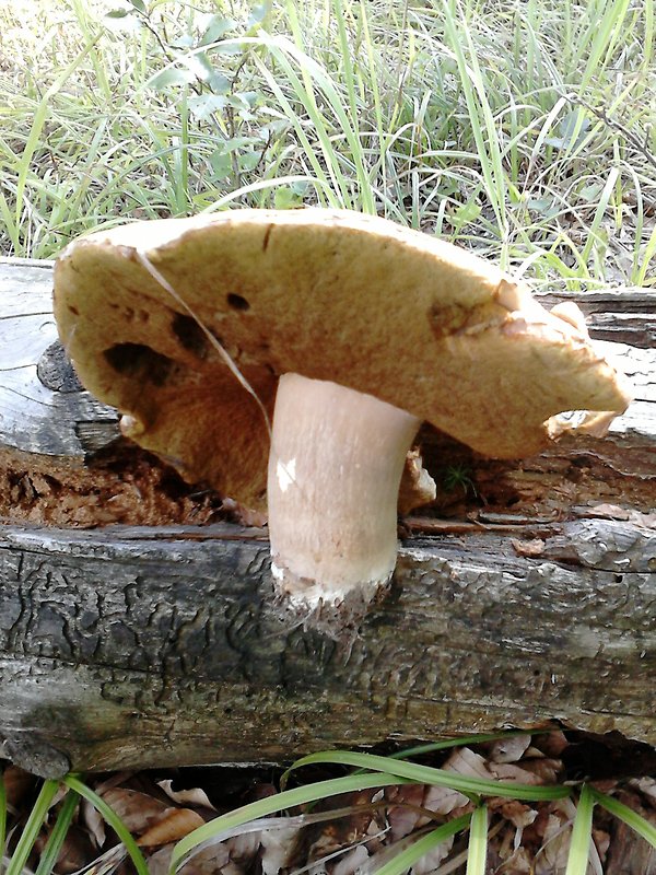 hríb dubak Boletus reticulatus Schaeff.