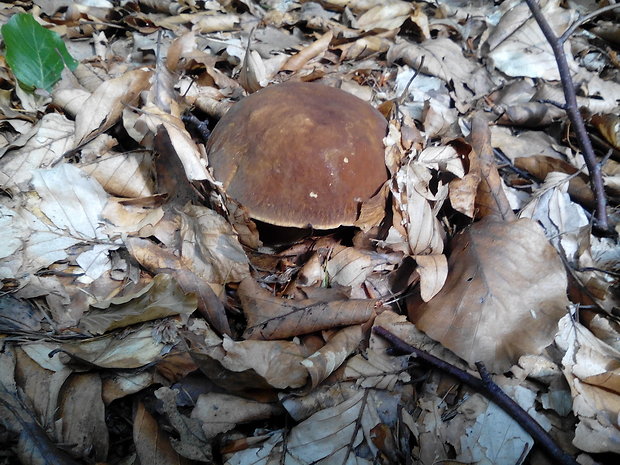 hríb dubový Boletus reticulatus Schaeff.