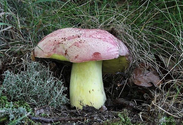 hríb kráľovský Butyriboletus regius (Krombh.) D. Arora & J.L. Frank