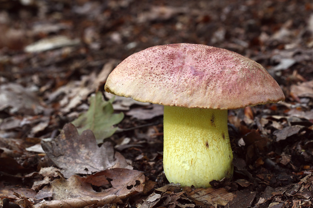 hríb kráľovský Butyriboletus regius (Krombh.) D. Arora & J.L. Frank