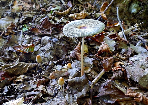 hnojník Coprinus sp.