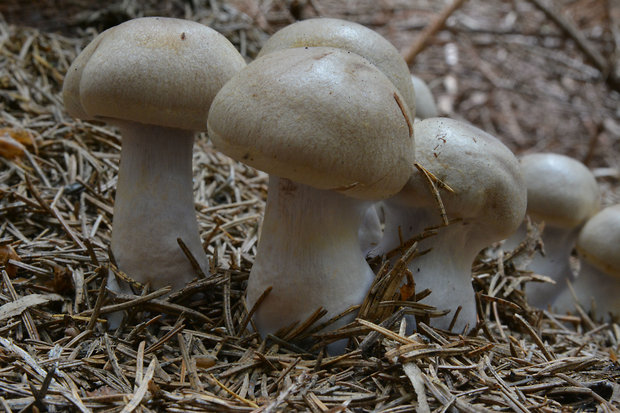 pavučinovec Cortinarius sp.