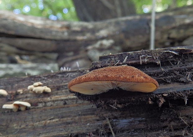 pahliva šafranová Crepidotus crocophyllus (Berk.) Sacc.