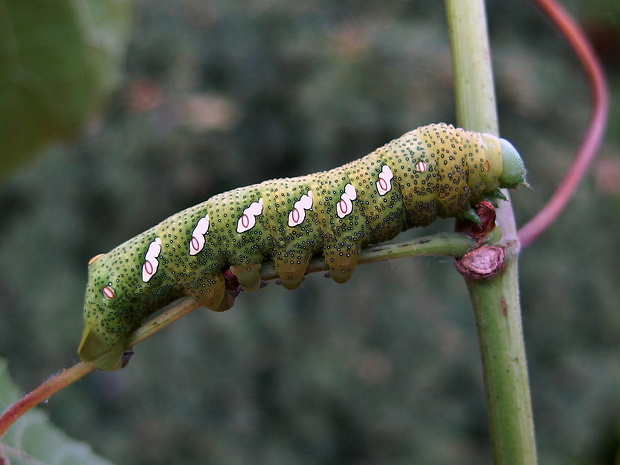 lišaj   Eumorpha achemon