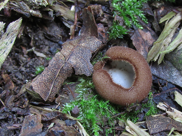 humária polguľovitá Humaria hemisphaerica (F.H. Wigg.) Fuckel