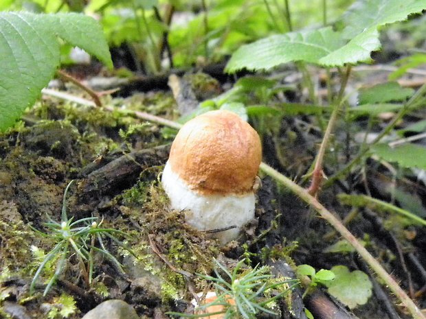 kozák osikový Leccinum albostipitatum den Bakker & Noordel.