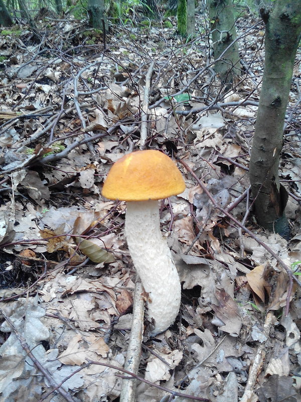 kozák osikový Leccinum albostipitatum den Bakker & Noordel.